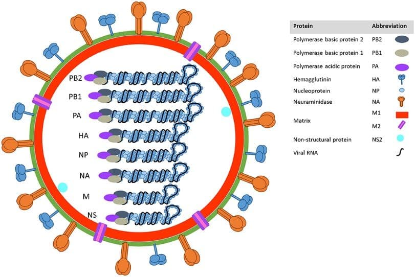 Influenza A Virus Mouse Model logo
