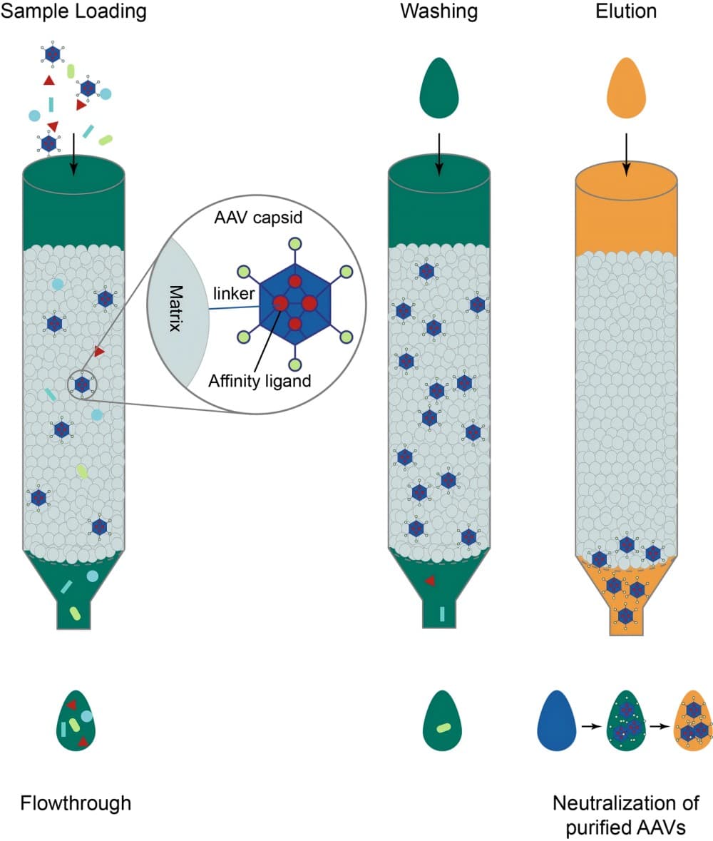 AAV Affinity Agarose Resins logo